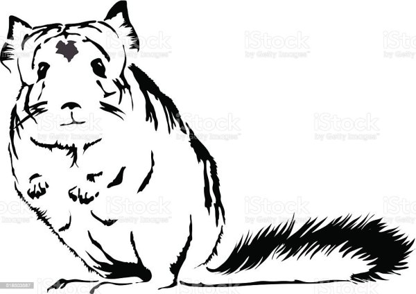 Шиншилла контурный рисунок