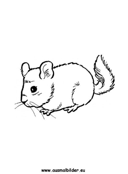 Шиншилла рисунок