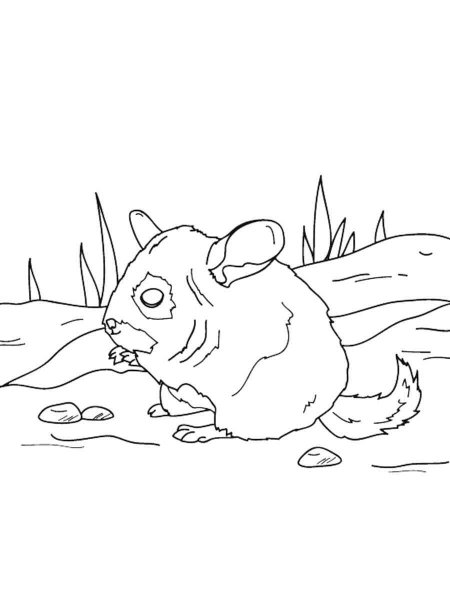 Шиншилла раскраска для детей