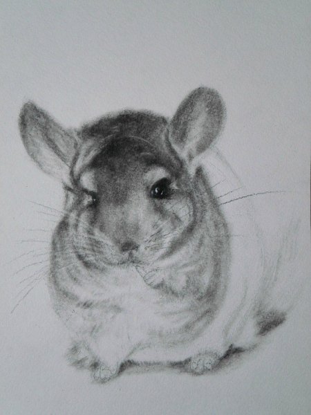 Шиншилла рисунок