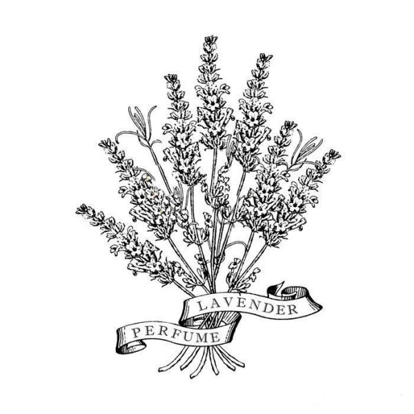 Раскраска цветы Лаванда