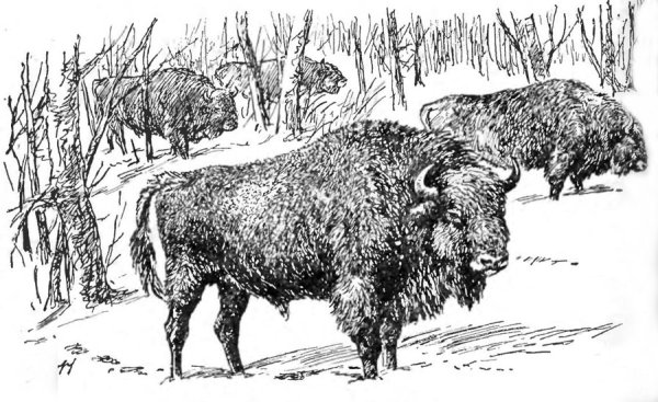 Кавказский ЗУБР