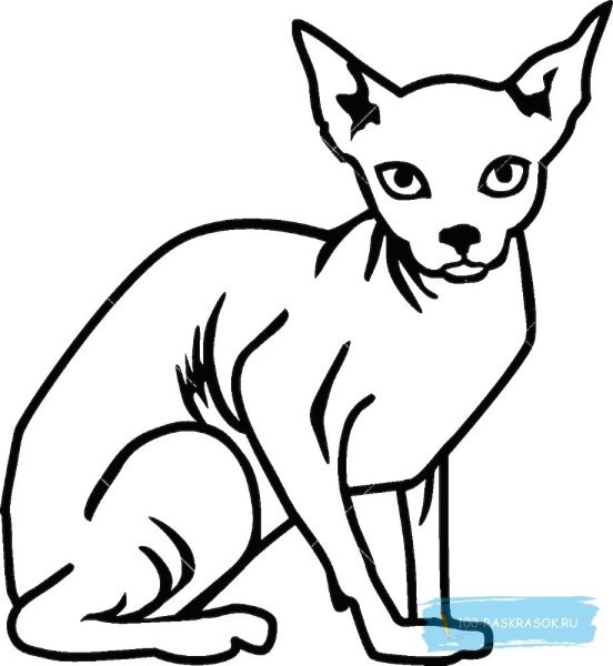 Кошка сфинкс раскраска для детей