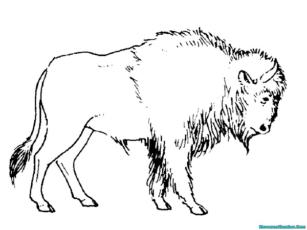 ЗУБР раскраска