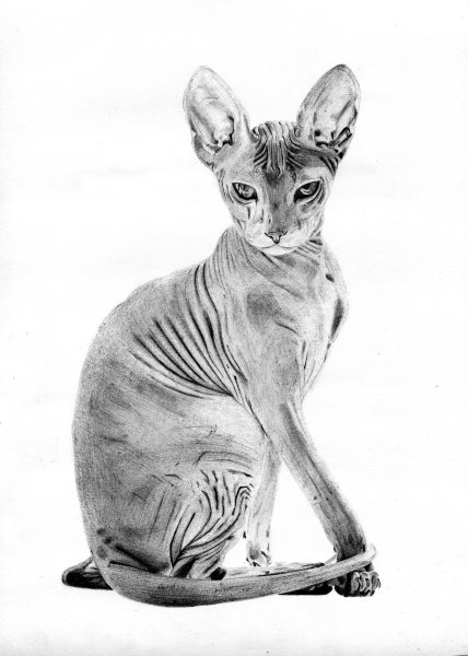 Сфинкс набросок