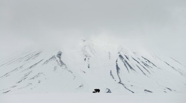 Медведь в лесу рисунок