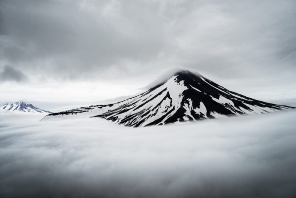 Морда бурого медведя в графике