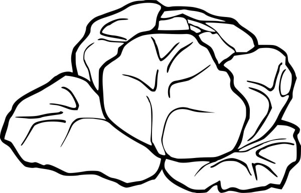 Капуста раскраска для детей