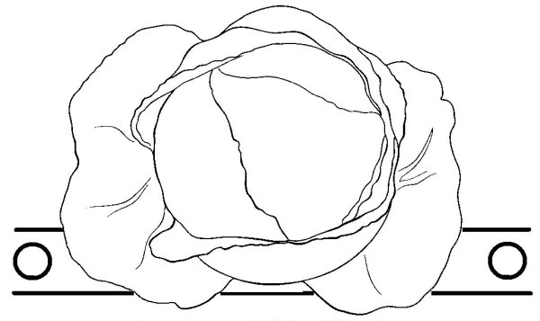 Капуста картинка раскраска