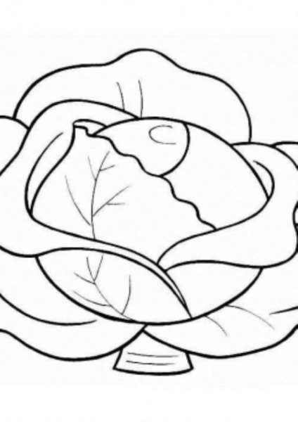 Капуста белокочанная контур