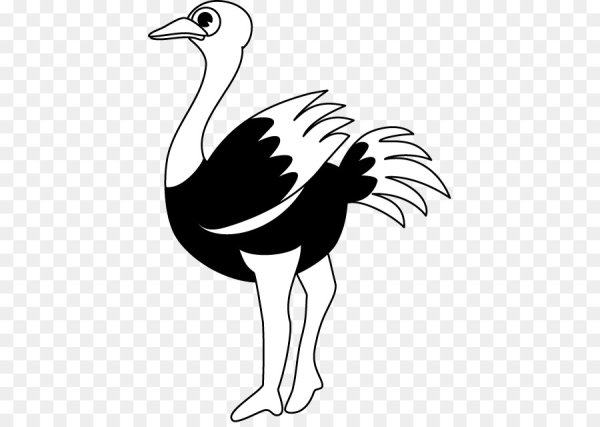 Страус раскраска для детей