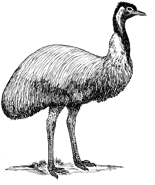 Эволюция страусов