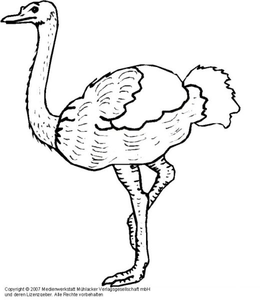 Страус раскраска для детей