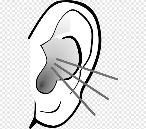 Ухо раскраска