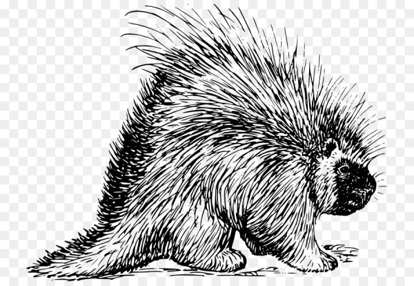 Дикобраз раскраска
