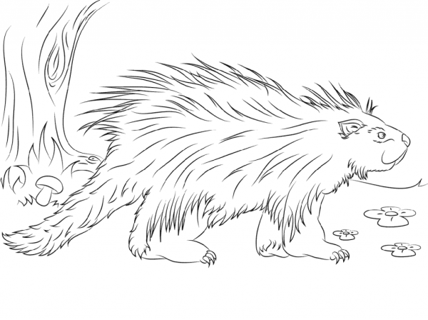 Дикобраз раскраска для детей