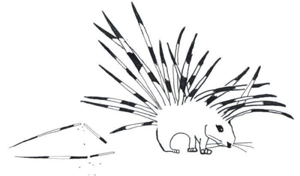 Дикобраз раскраска для детей