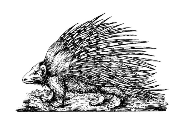 Дикобраз гравюра
