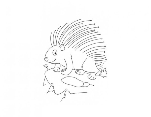 Дикобраз раскраска для детей