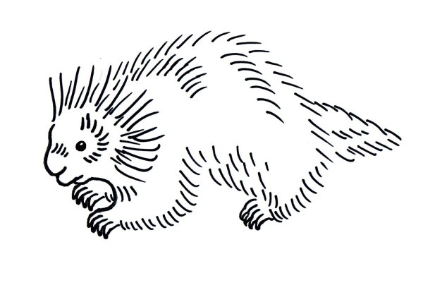 Coloring Pages Porcupine