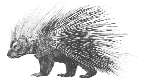 Дикобраз анатомия