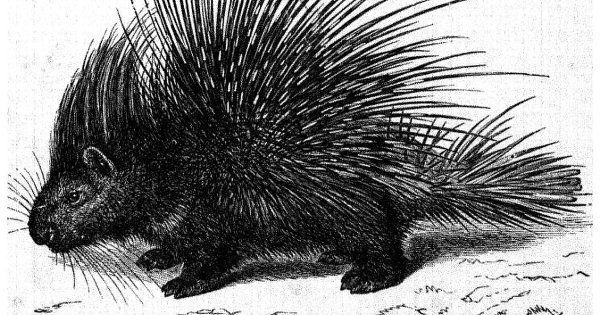 Индийский Дикобраз