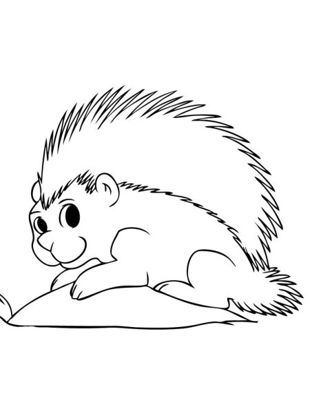 Дикобраз раскраска для детей