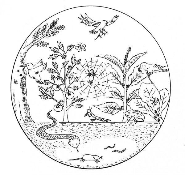 Изображение экосистемы