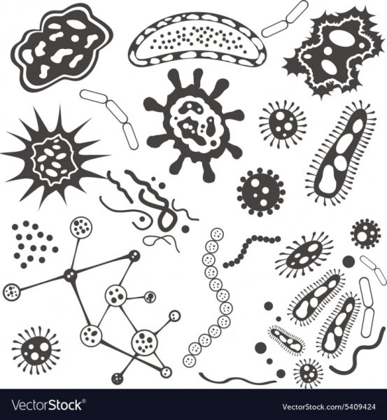 Бактерии вирусы зарисовка