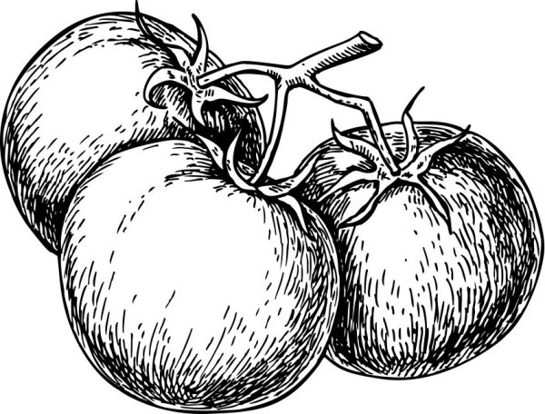 Помидор карандашом