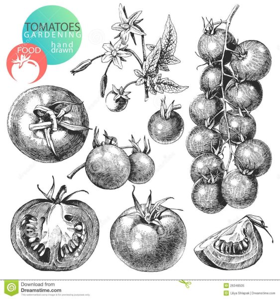 Помидор набросок