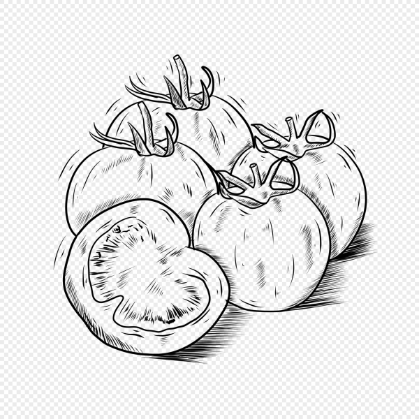 Помидор в разрезе