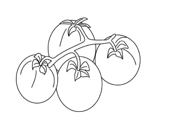 Помидор в графике