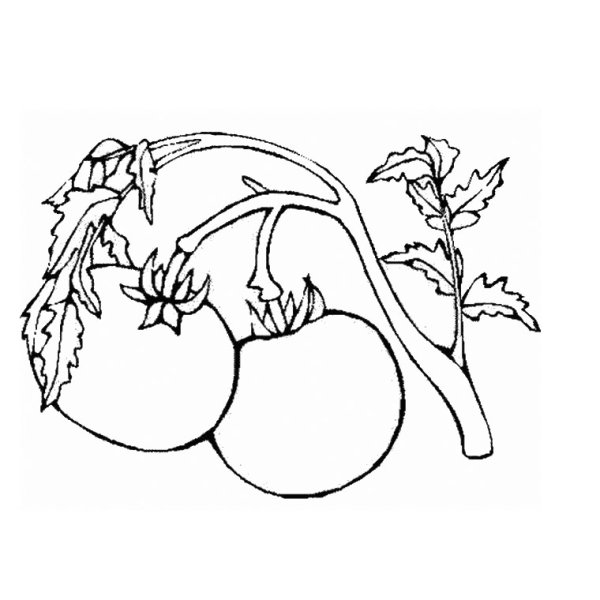 Раскраска морковь огурец помидор капуста