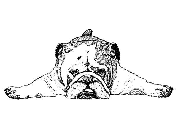 Английский бульдог рисунок