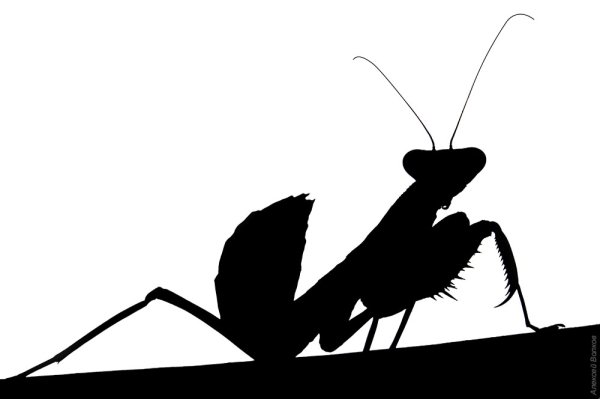 Богомол разукрашка