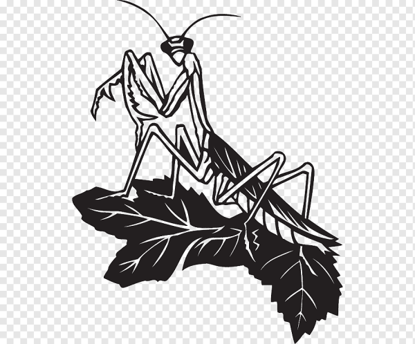 Богомол нарисовать черно белый