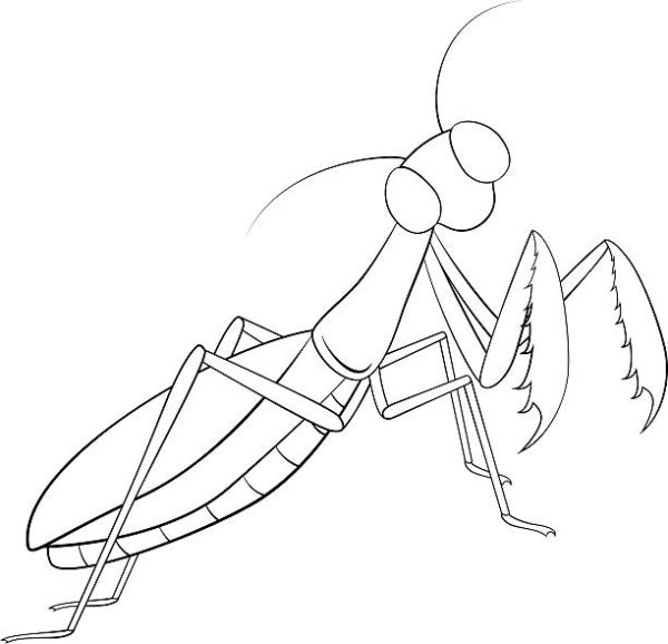 Богомол раскраска