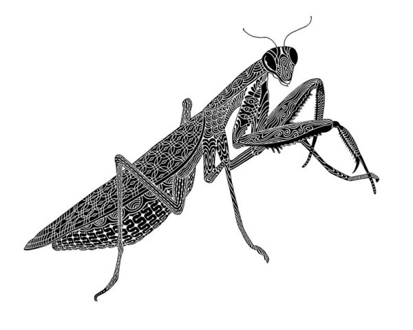 Богомол раскраска