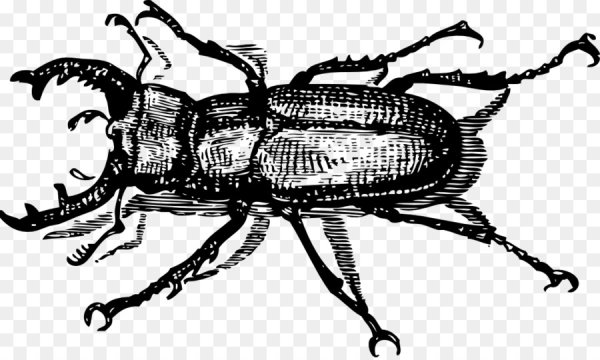 Жук картинка