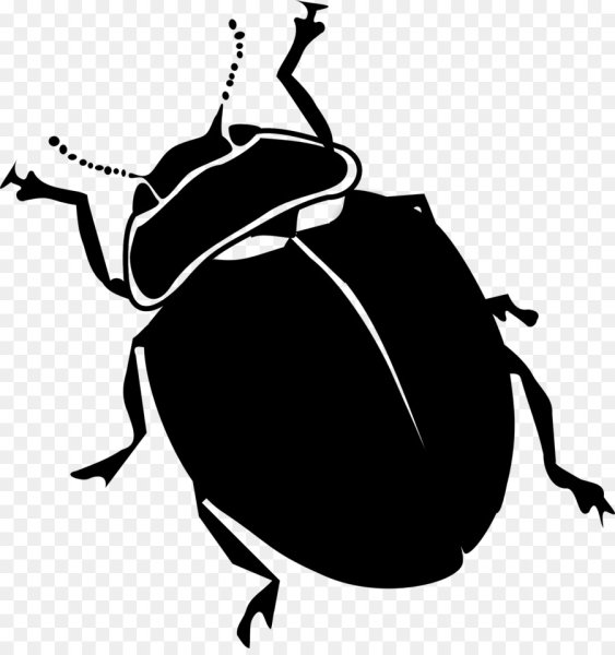 Жук рисунок