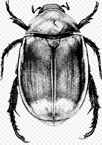 Жук хрущ рисунок