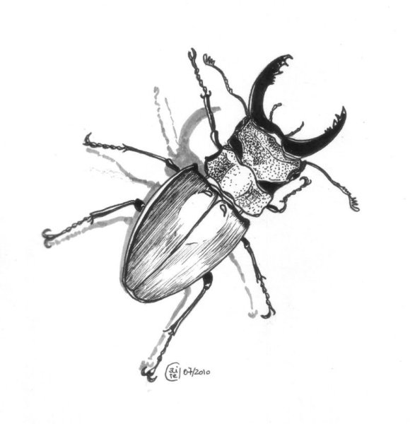 Жук эскиз