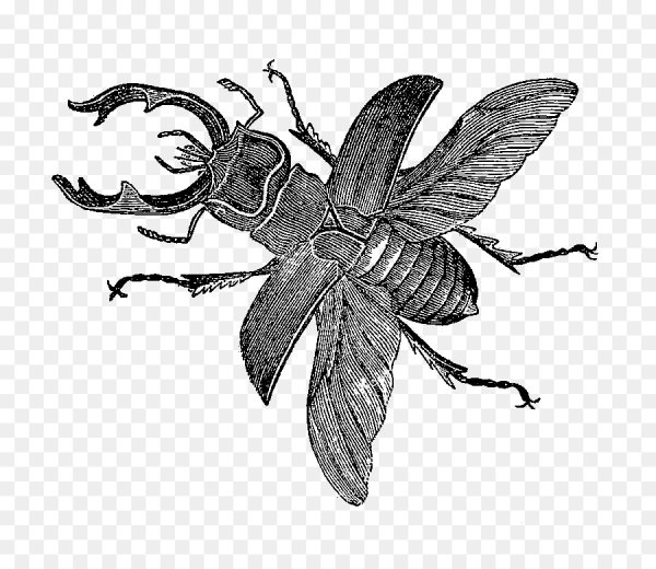 Насекомые Графика