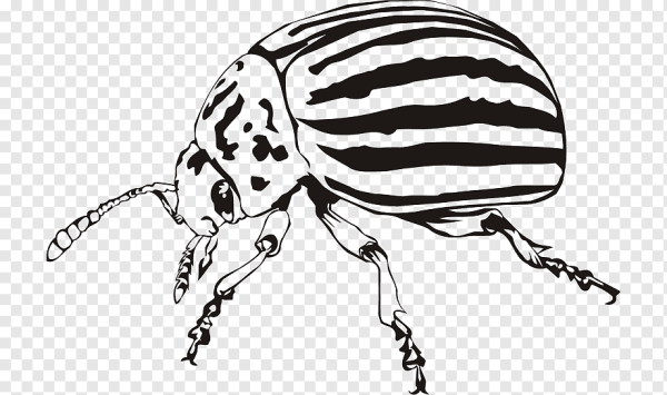 Колорадский Жук черный