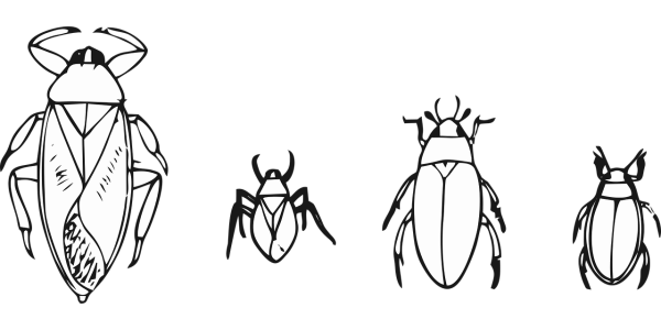 Нарисовать жука