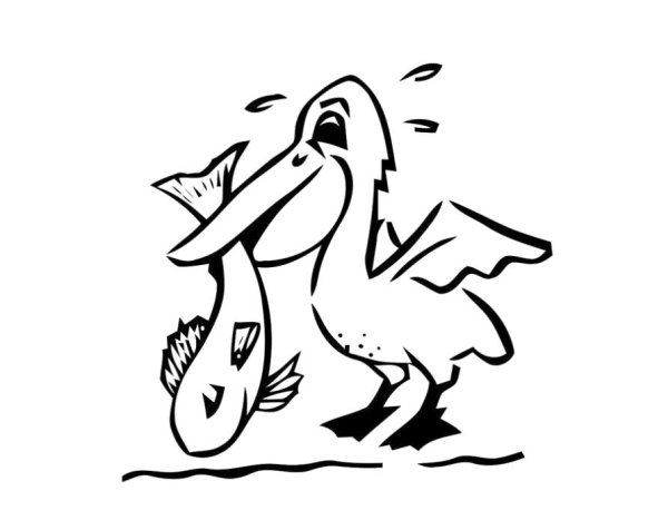 Пеликан для дошкольников