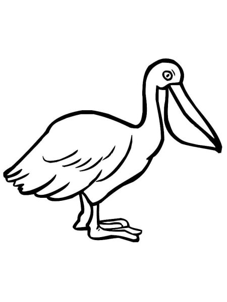 Пеликан раскраска для детей