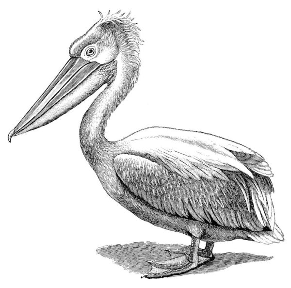 Пеликан зарисовка