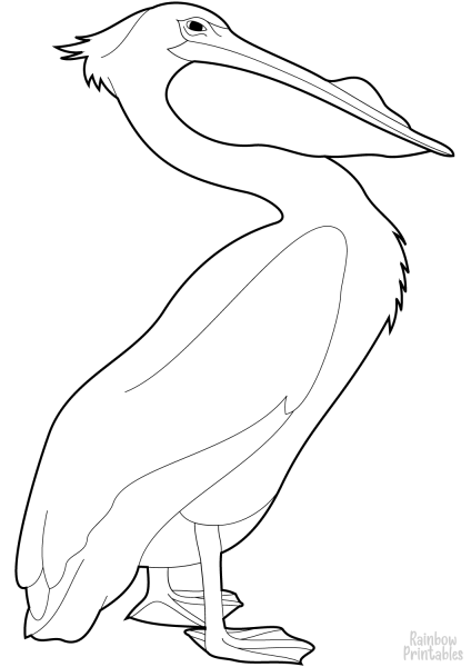 Пеликан раскраска для детей